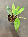 Hoya EPC 317