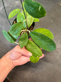 Hoya Forbesii aff. sp. UT 012 (EPC 700) in a Hanging Basket