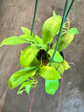 Hoya Obscura ‘Philip’ (hanging basket)