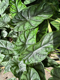 Dragon Scale Alocasia aka Alocasia Baginda