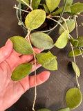 Hoya Ovalifolia hanging basket