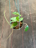 Hoya EPC 301 (black leaf) in hanging basket