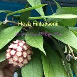 Hoya Finlaysonii