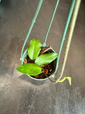 Hoya Dasyantha in a hanging basket