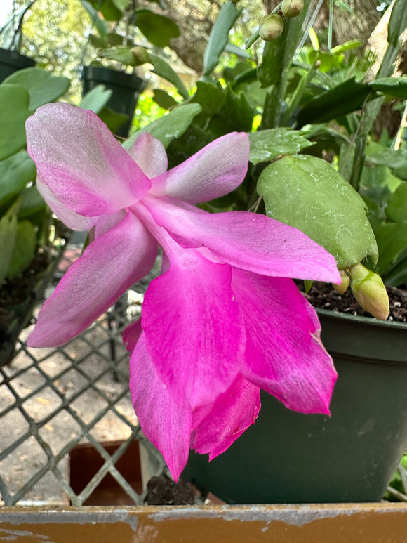 Schlumbergera truncata aka Thanksgiving Cactus 3