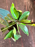 Hoya Monetteae (hanging basket)