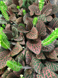 Red Fittonia