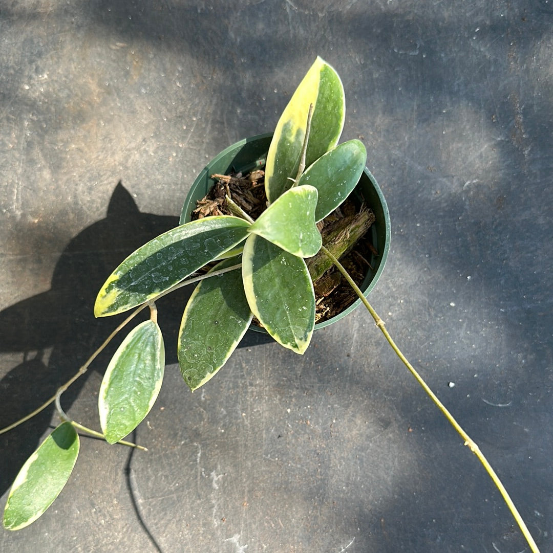 hoya albomarginata variegata Hoya Verticillata 