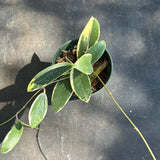 Hoya Verticilata/Parasitica white margins (albo marginata)