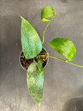 Hoya Rigida