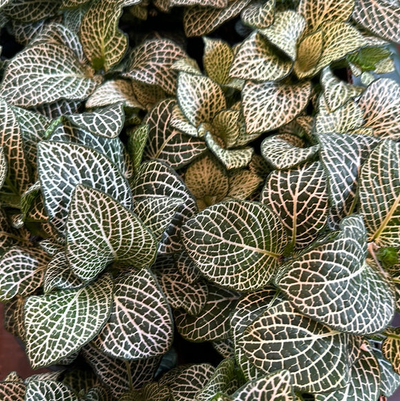 White Fittonia