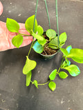 Hoya Diptera hanging basket