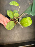 Hoya Michele (Hanging Basket)