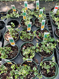 Ficus Pumila Variegated aka Fig Ivy
