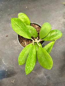 Hoya Forbesii aff. sp. UT 012 (EPC 700)