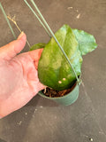 Hoya Dasyantha in a hanging basket