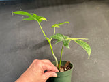 Philodendron Pedatum Variegated