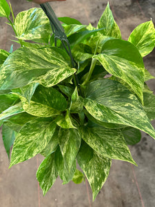 Marble Queen Pothos (Epipremnum Aureum "Marble Queen") in 8" hanging basket