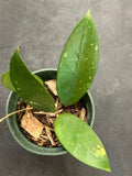 Hoya Verticillata splash