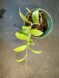 Hoya Fitchii