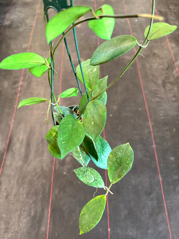 Hoya Diversifolia (hanging basket)