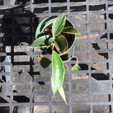 Hoya Latifolia variegated margins AKA macrophylla albo marginata