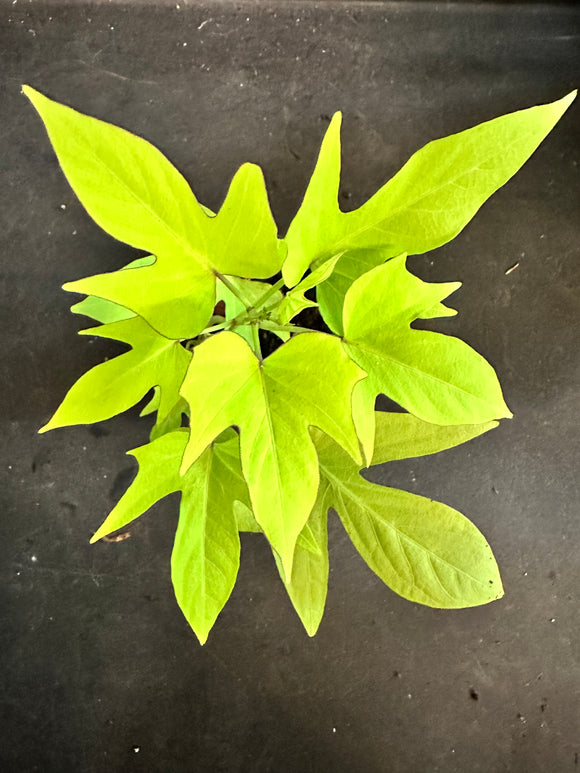 Ipomoea Batatas aka Lime Green Sweet Potato Vine