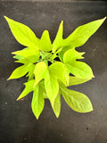 Ipomoea Batatas aka Lime Green Sweet Potato Vine