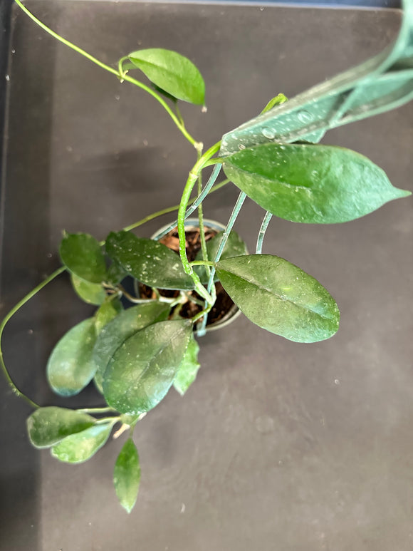 hanging hoya plant Hoya Diversifolia 5” hanging basket – Christine's Tropical & Exotic Plants