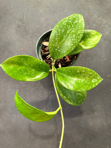 Hoya Bicknelii