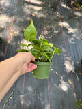 Philodendron Cordatum aka Heartleaf