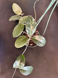 Hoya Fungii hanging basket