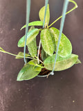 Hoya ‘Black Dragon’ pubicorolla in a hanging basket