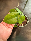 Hoya Fungii (Hanging Basket)