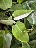 Philodendron White Princess