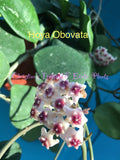Hoya Obovata