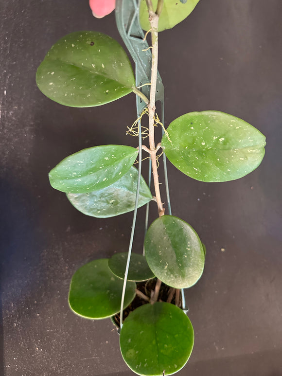 Hoya Obovata (Hanging Basket)