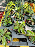 Nepenthes Lady Luck Carnivorous Pitcher Plant hanging basket