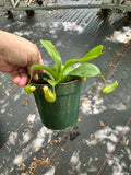 Nepenthes Alata Carnivorous Pitcher Plant in a 4” pot