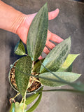 Hoya Rigida (hanging basket)