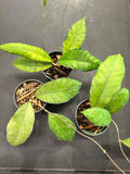 Hoya Callistophhylla