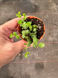 Peperomia Prostrata aka String of Turtles