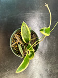 Hoya Verticillata "white margins" aka albo marginata