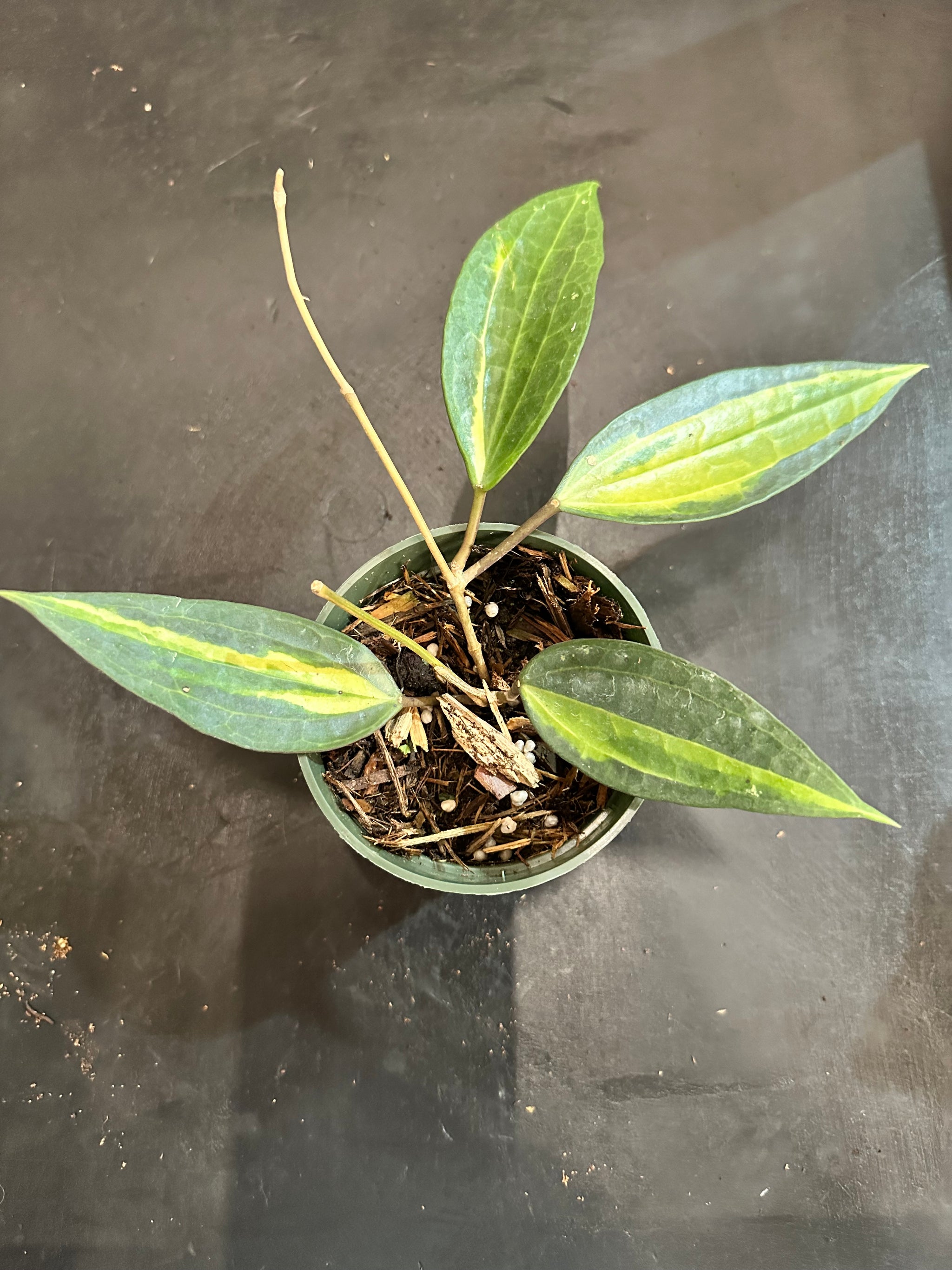 Hoya Latifolia 'Pot of Gold' AKA 'macrophylla pot of gold