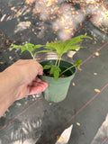 Dorstenia contrajerva aka Green Stone Flower