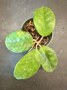 Hoya Fungii