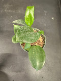 Hoya Merrillii