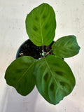 Maranta Leuconeura aka Prayer Plant