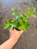 Hoya Cumingiana
