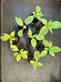 Variegated Angel Trumpet aka Variegated Brugmansia